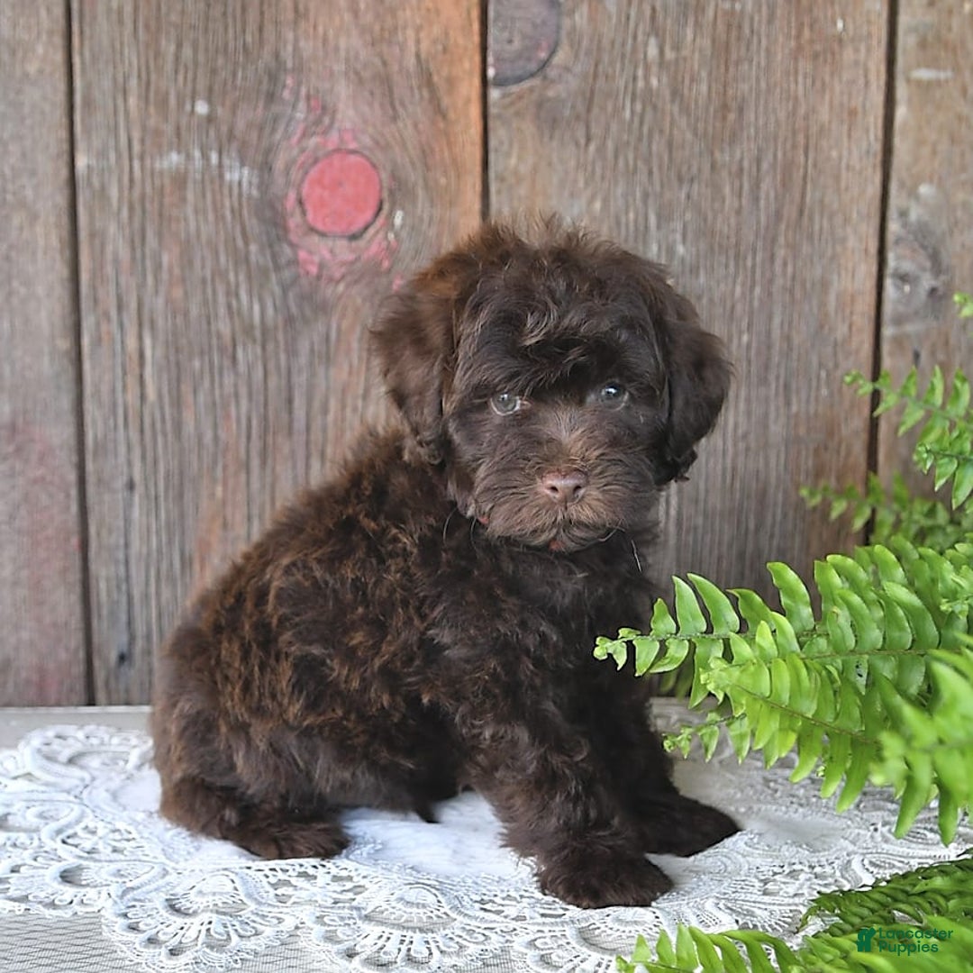 Havapoo dogs for sale: Robin - Image 5