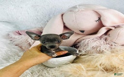 Chihuahua dogs for sale: Cesare - Image 1