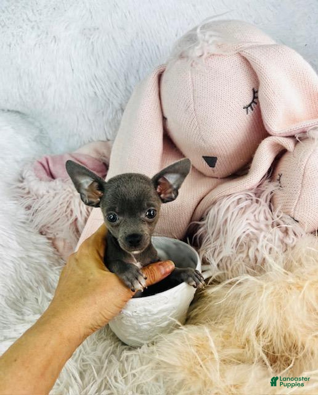Chihuahua dogs for sale: Cesare - Image 1