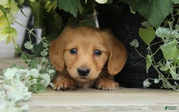 Miniature Dachshund dogs for sale: Miniature Dachshund 4 puppies - Image 6