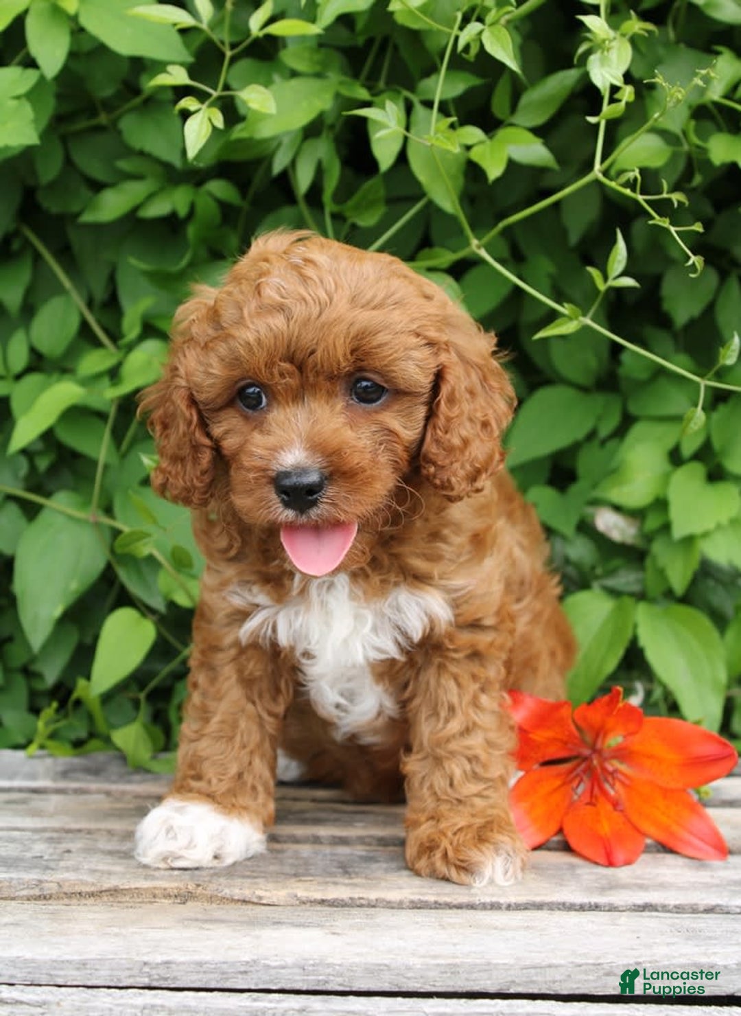 Cavapoo dogs for sale: Cavapoo 5 puppies - Image 7