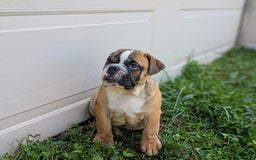 Olde English Bulldogge dogs for sale: Harley - Image 14