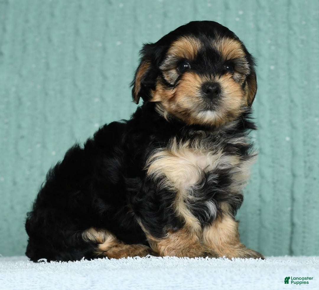 Yorkiepoo dogs for sale: Benji - Image 5