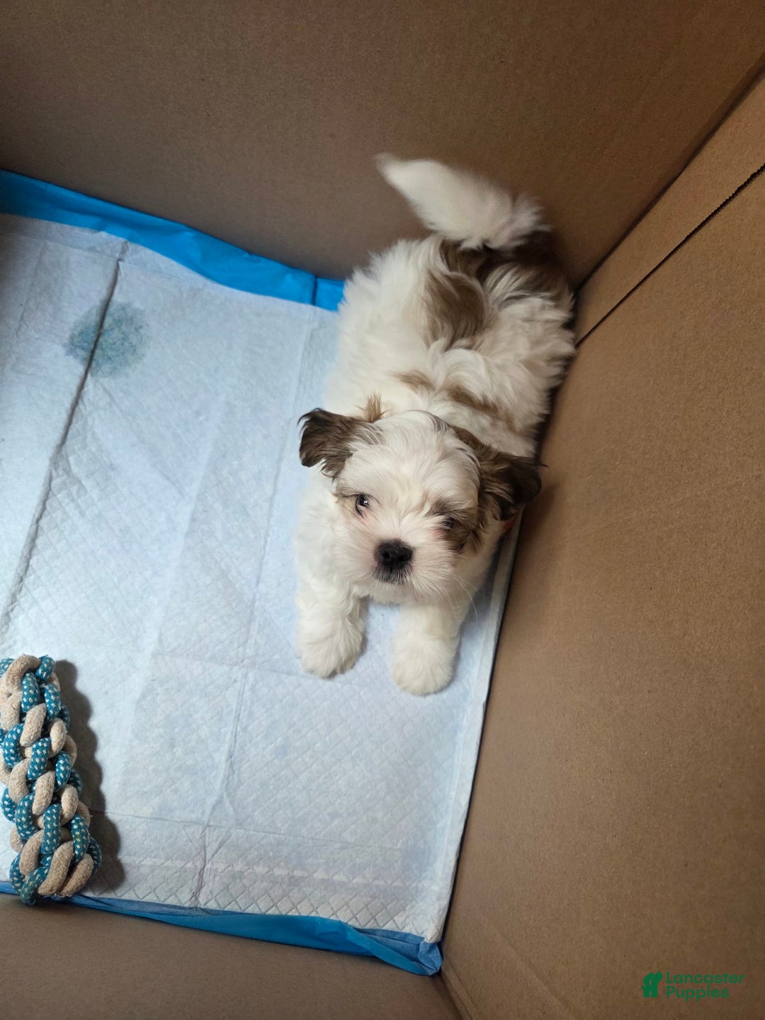 Shih Tzu dogs for sale: Fat Man - Image 2