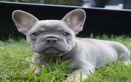French Bulldog dogs for sale: Ben - Image 1