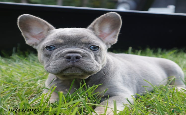 French Bulldog dogs for sale - Ad 2