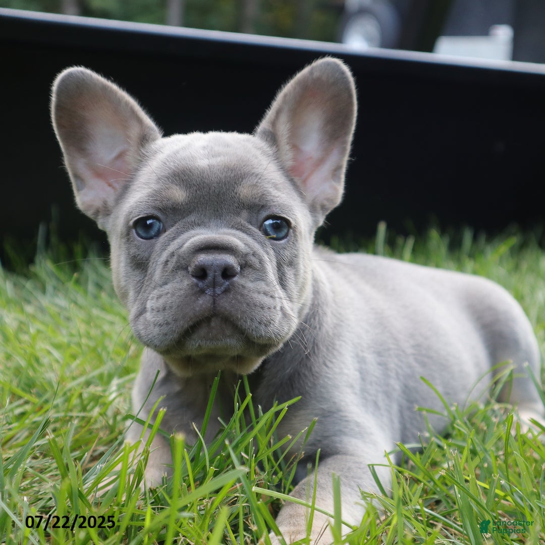 French Bulldog dogs for sale: Ben - Image 1