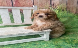 Mini Goldendoodle dogs for sale: Lani - Image 3