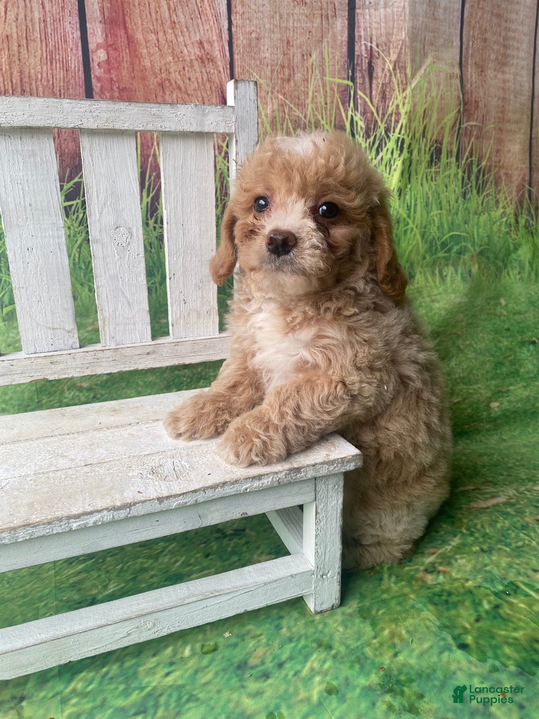 Mini Goldendoodle dogs for sale: Lani - Image 3