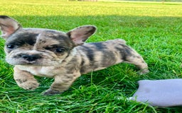 French Bulldog dogs for sale: Cooper - Image 3
