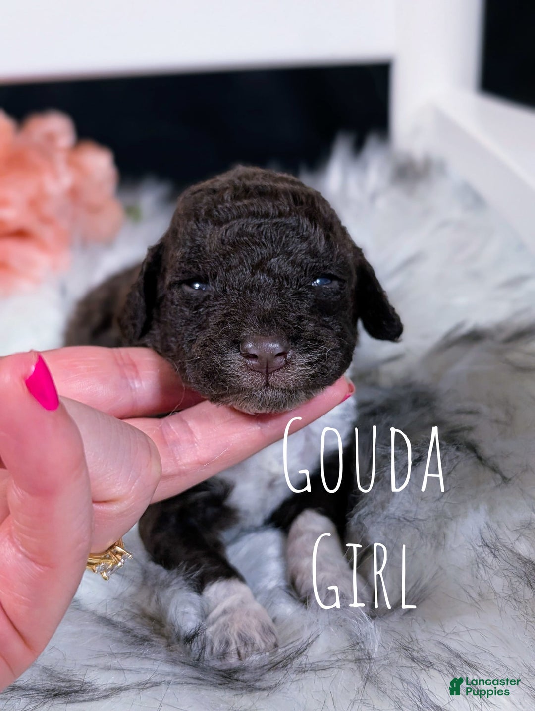 Mini Bernedoodle dogs for sale: Gouda - Image 3