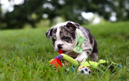Beabull dogs for sale: Oreo - Image 7