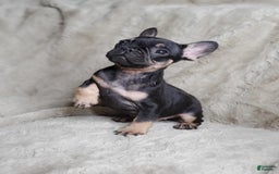 French Bulldog dogs for sale: Black Adam - Image 8