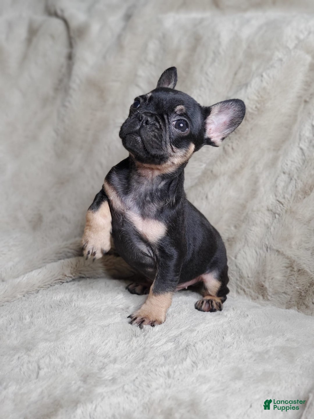 French Bulldog dogs for sale: Black Adam - Image 8