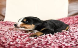 Greater Swiss Mountain Dog dogs for sale: Hunter - Image 9