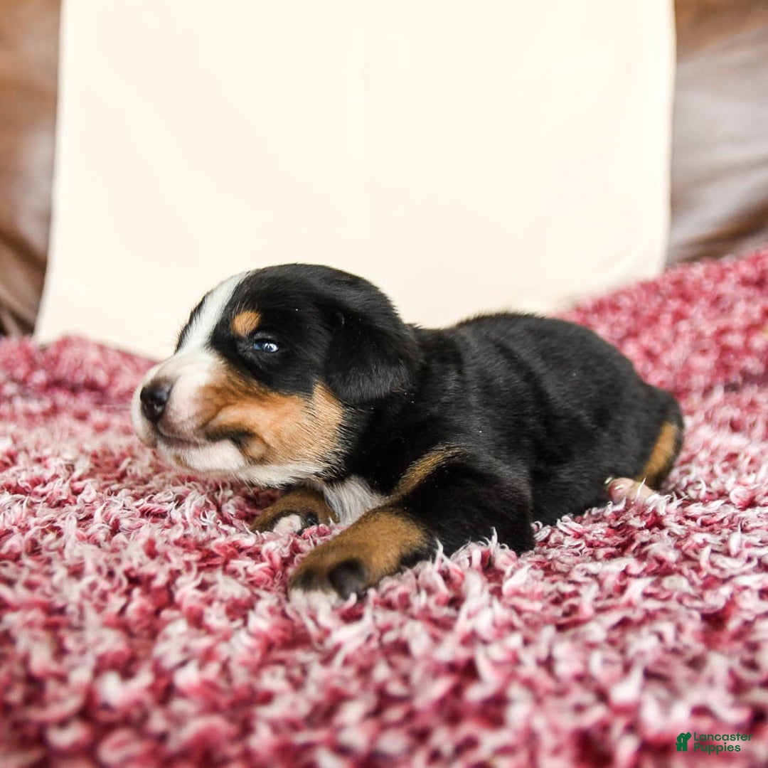 Greater Swiss Mountain Dog dogs for sale: Hunter - Image 9