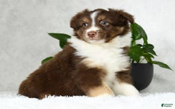 Australian Shepherd dogs for sale: Buster - Image 1