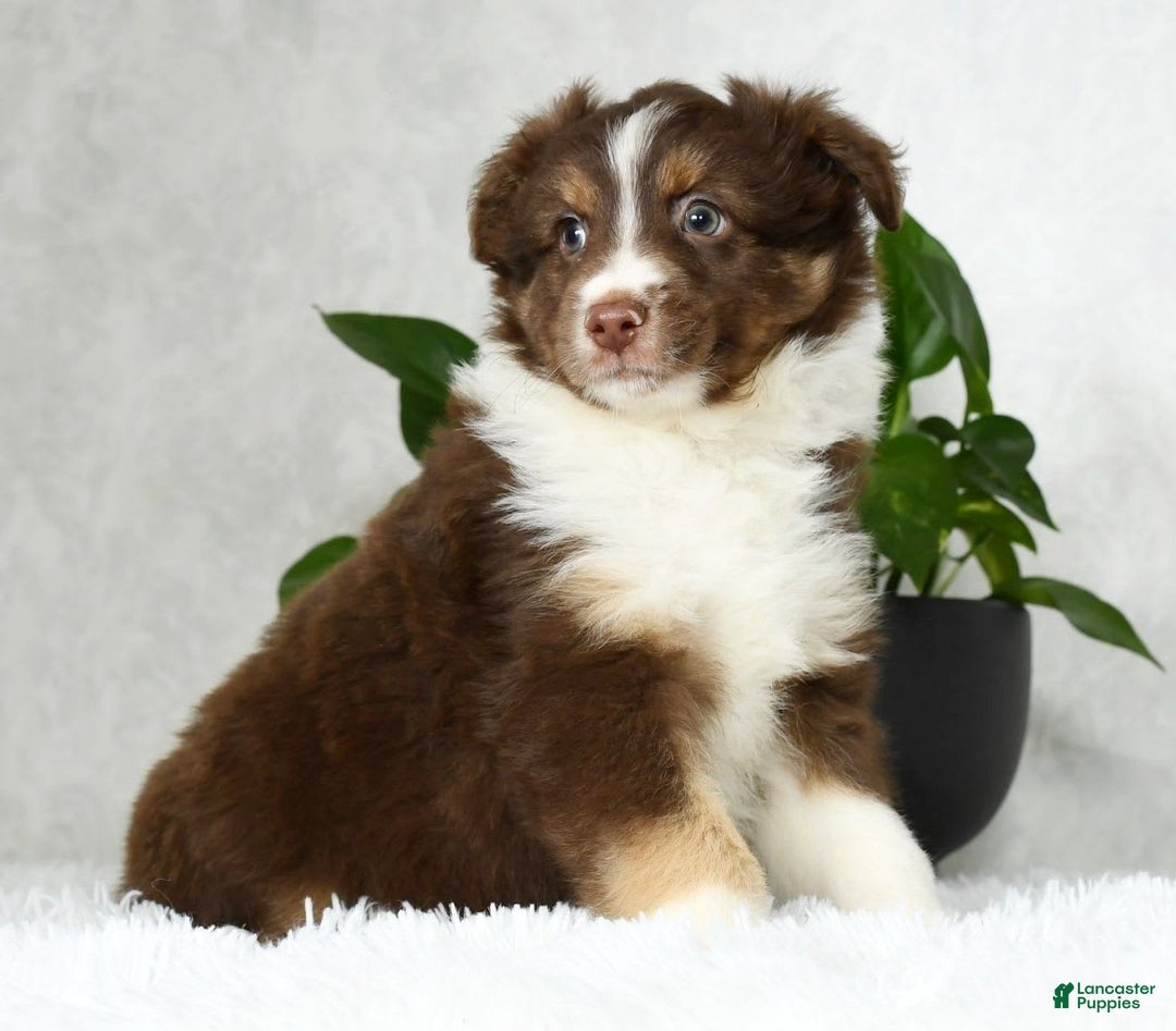Australian Shepherd dogs for sale: Buster - Image 1