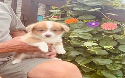 Welsh Corgi Pembroke dogs for sale: Red Boy - Image 2