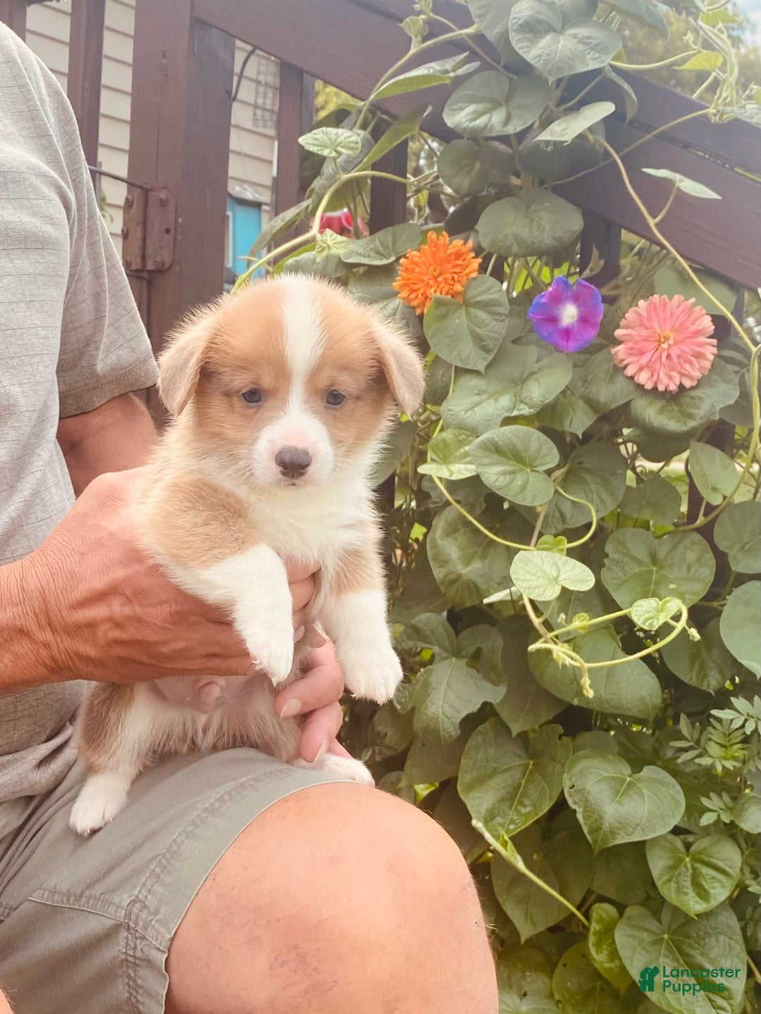 Welsh Corgi Pembroke dogs for sale: Red Boy - Image 2