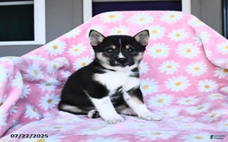 Shiba Inu dogs for sale: Marlene - Image 2