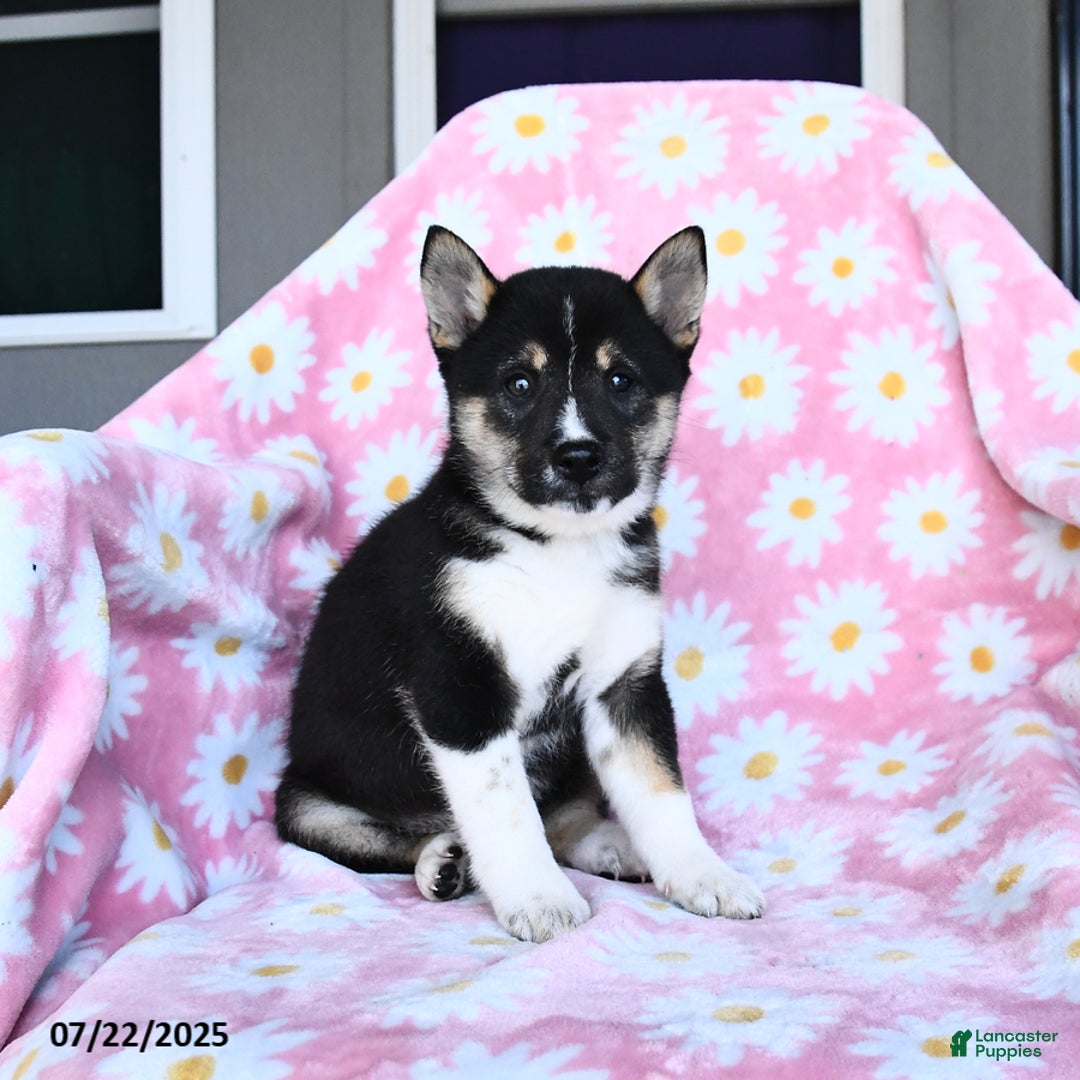 Shiba Inu dogs for sale: Marlene - Image 2