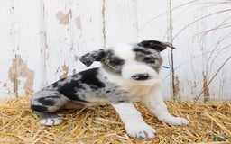 Australian Cattle Dog dogs for sale: Rambo - Image 1