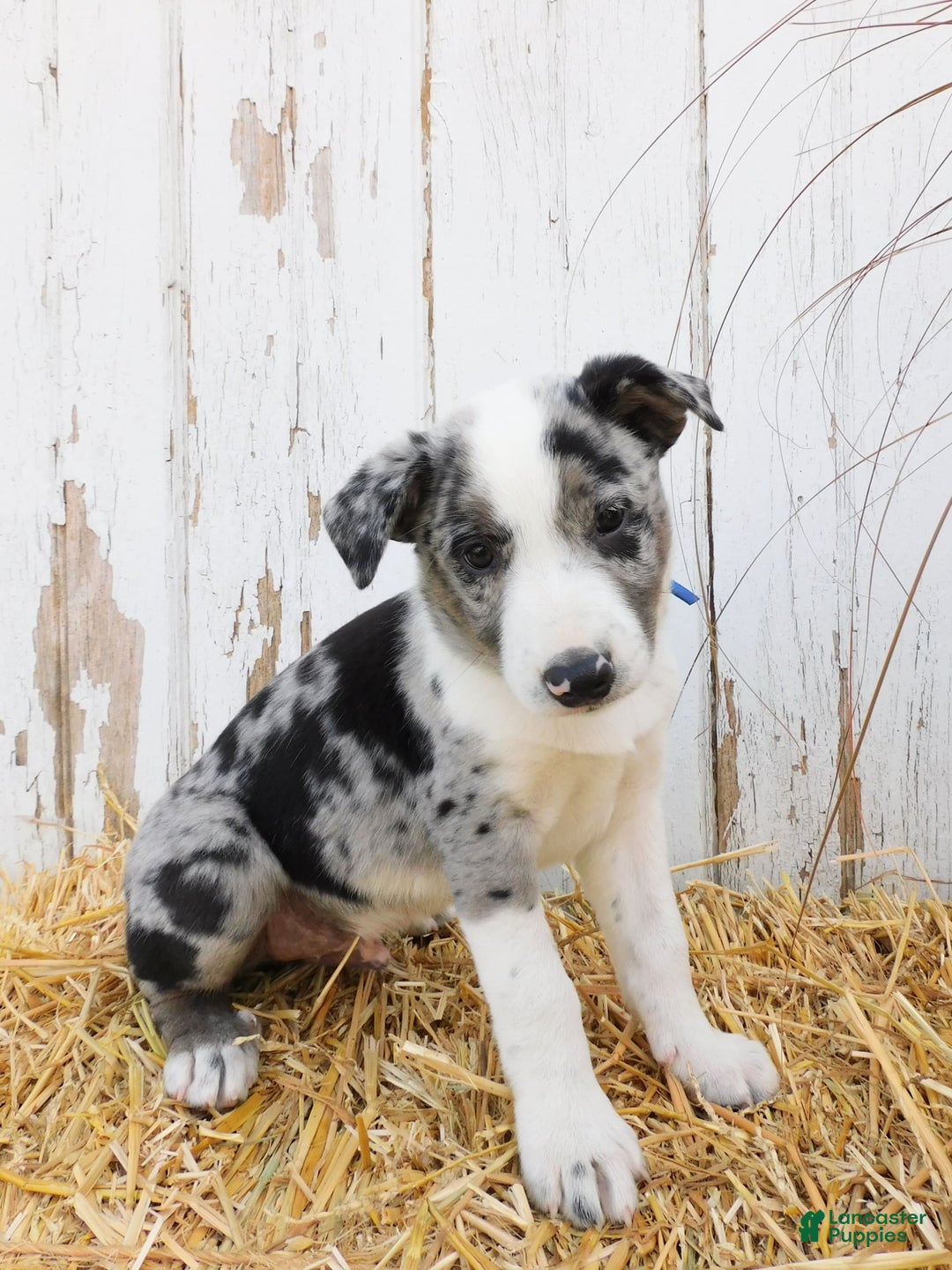 Australian Cattle Dog dogs for sale: Rambo - Image 1