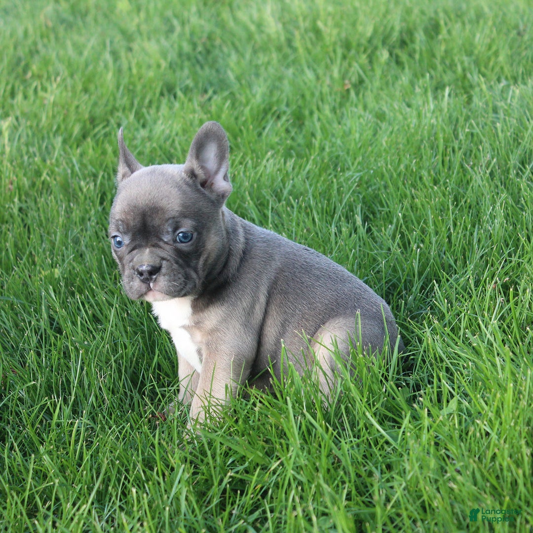 French Bulldog dogs for sale: French Bulldog 3 puppies - Image 30
