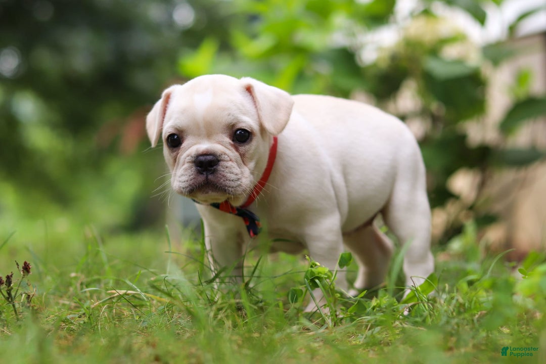 French Bulldog dogs for sale: Clover - Image 6