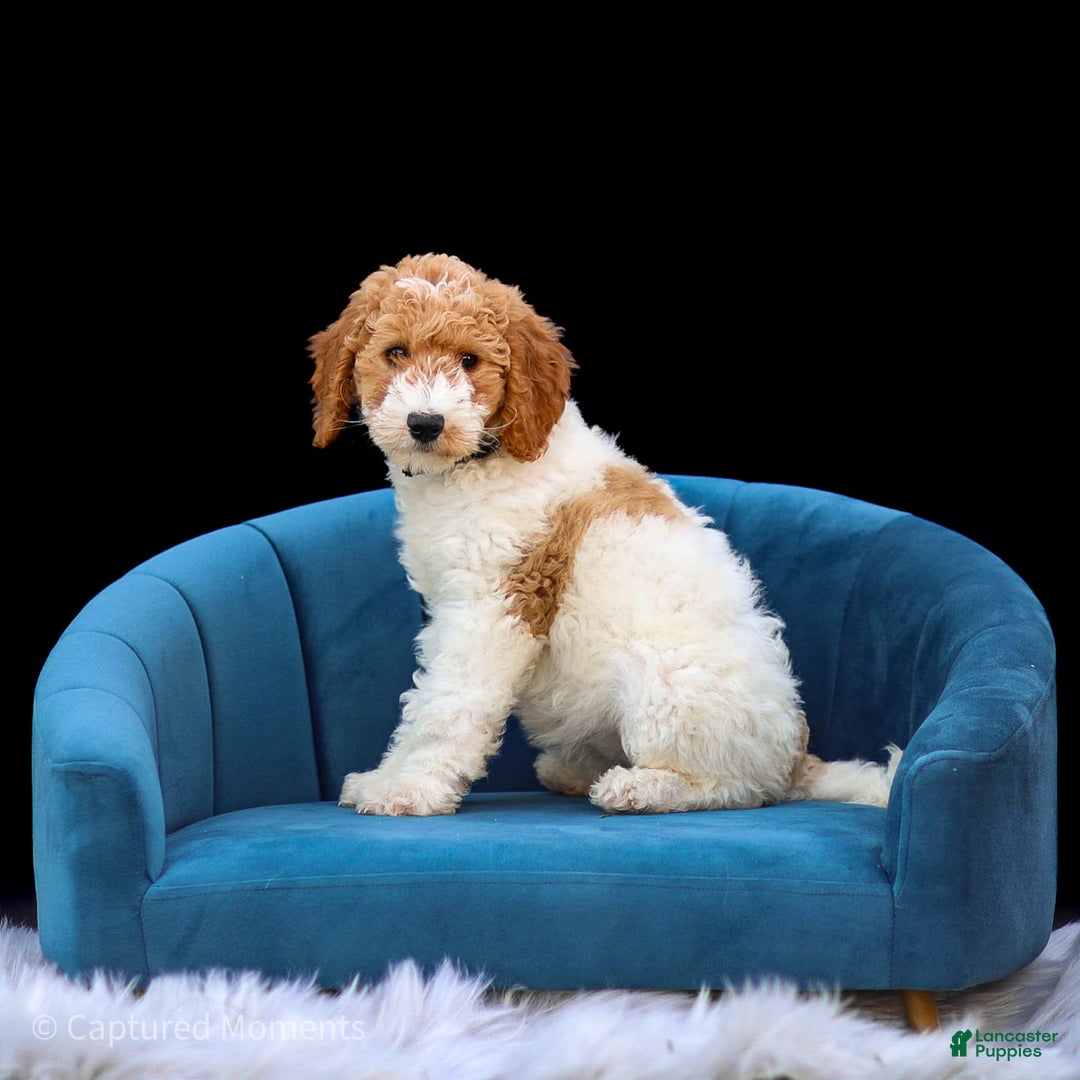 Standard Poodle dogs for sale: Rin - Image 8