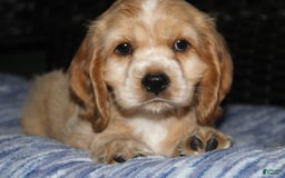 Cocker Spaniel dogs for sale: Tinka - Image 10