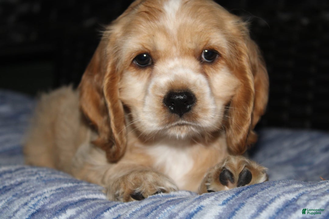 Cocker Spaniel dogs for sale: Tinka - Image 10