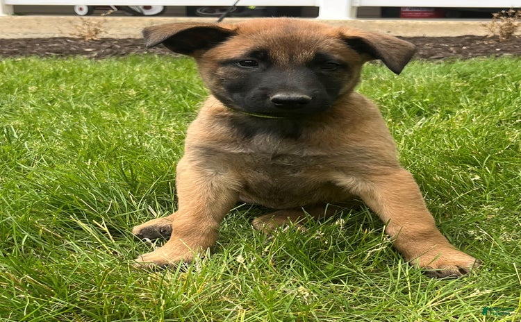 Belgian Malinois dogs for sale - Ad 3