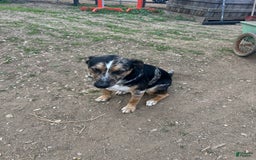 Catahoula Leopard Dog dogs for sale: Jameson - Image 4