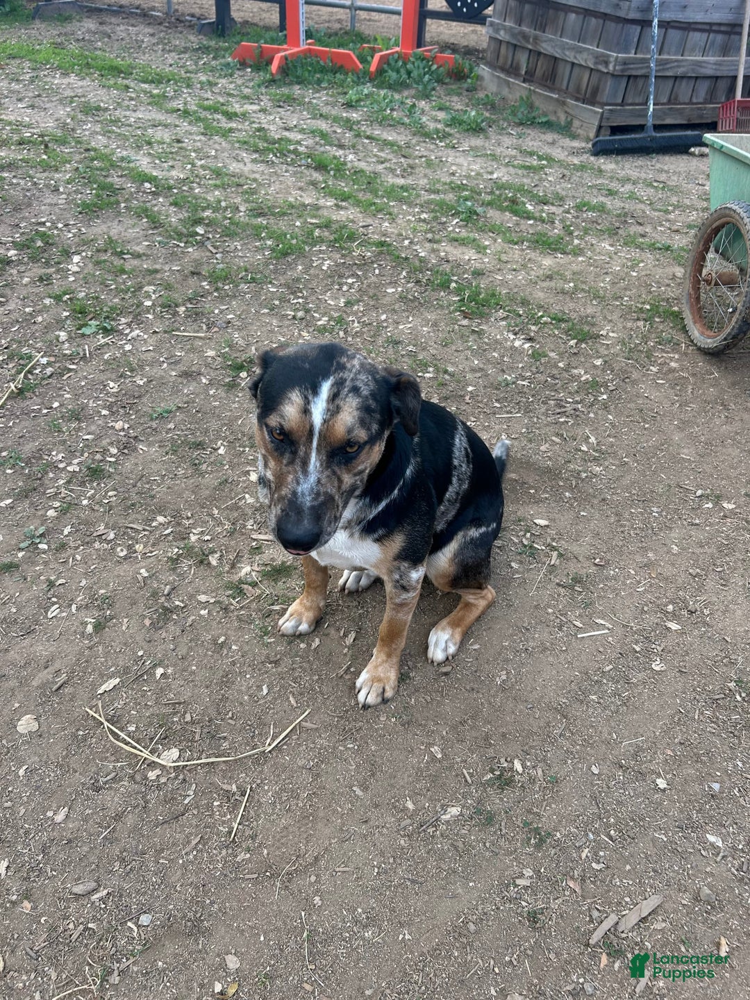 Catahoula Leopard Dog dogs for sale: Jameson - Image 4