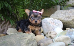 Yorkshire Terrier dogs for sale: Chelsy - Image 2