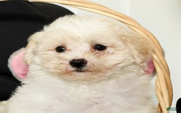 Shihpoo dogs for sale: Bubbles - Image 9