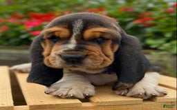 Basset Hound dogs for sale: Sadie - Image 17