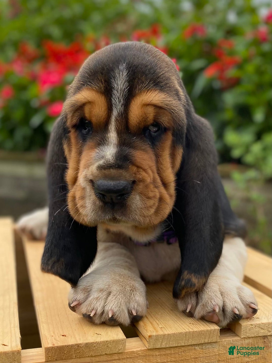 Basset Hound dogs for sale: Sadie - Image 17