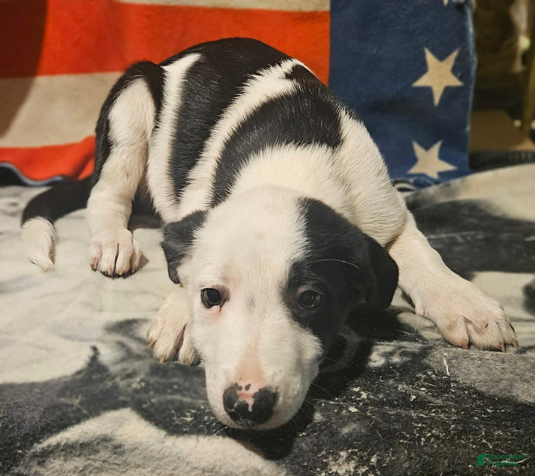 Border Collie dogs for sale: Justi - Image 7