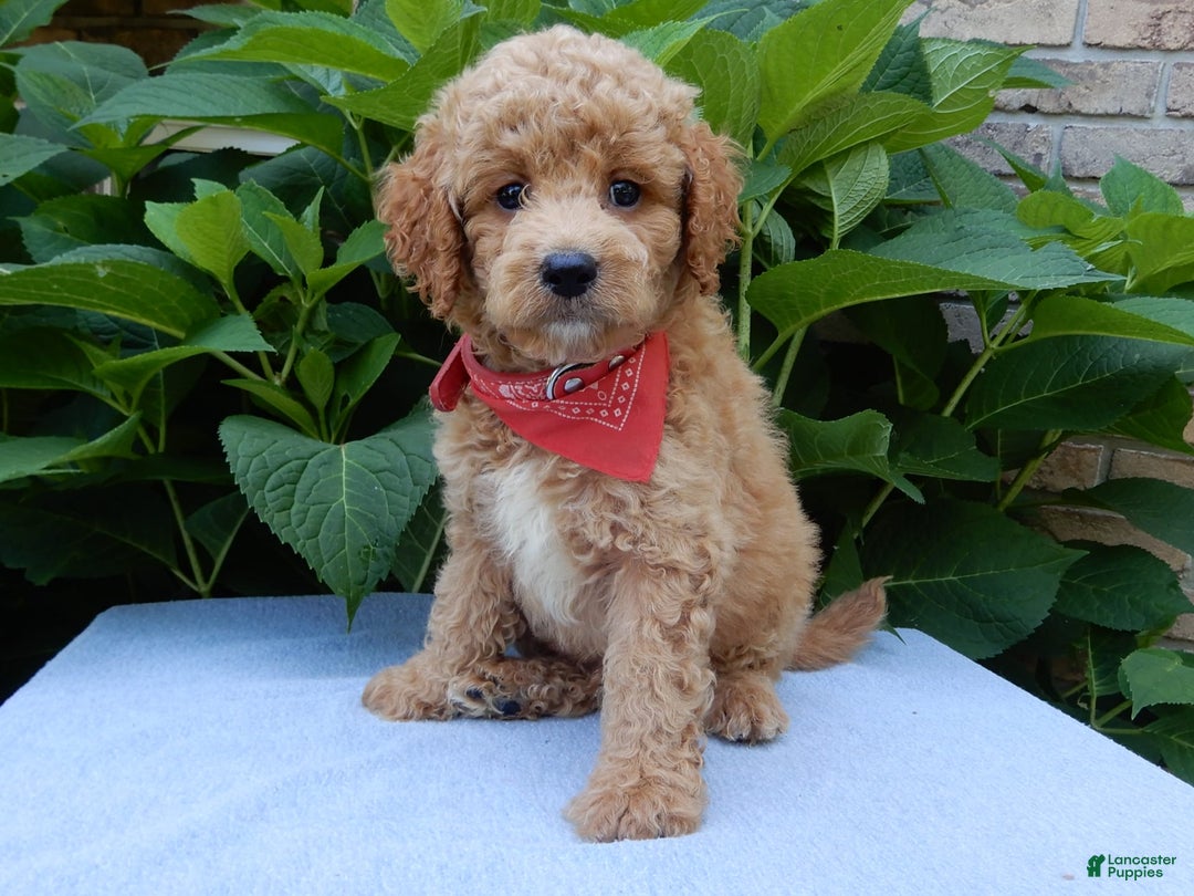 Mini Goldendoodle dogs for sale: Mack - Image 1