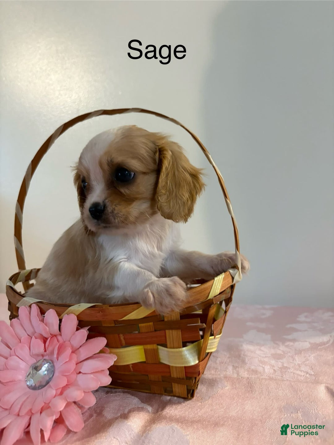 Cavalier King Charles Spaniel dogs for sale: Sage - Image 1