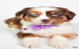 Miniature Australian Shepherd dogs for sale: Teresa - Image 8