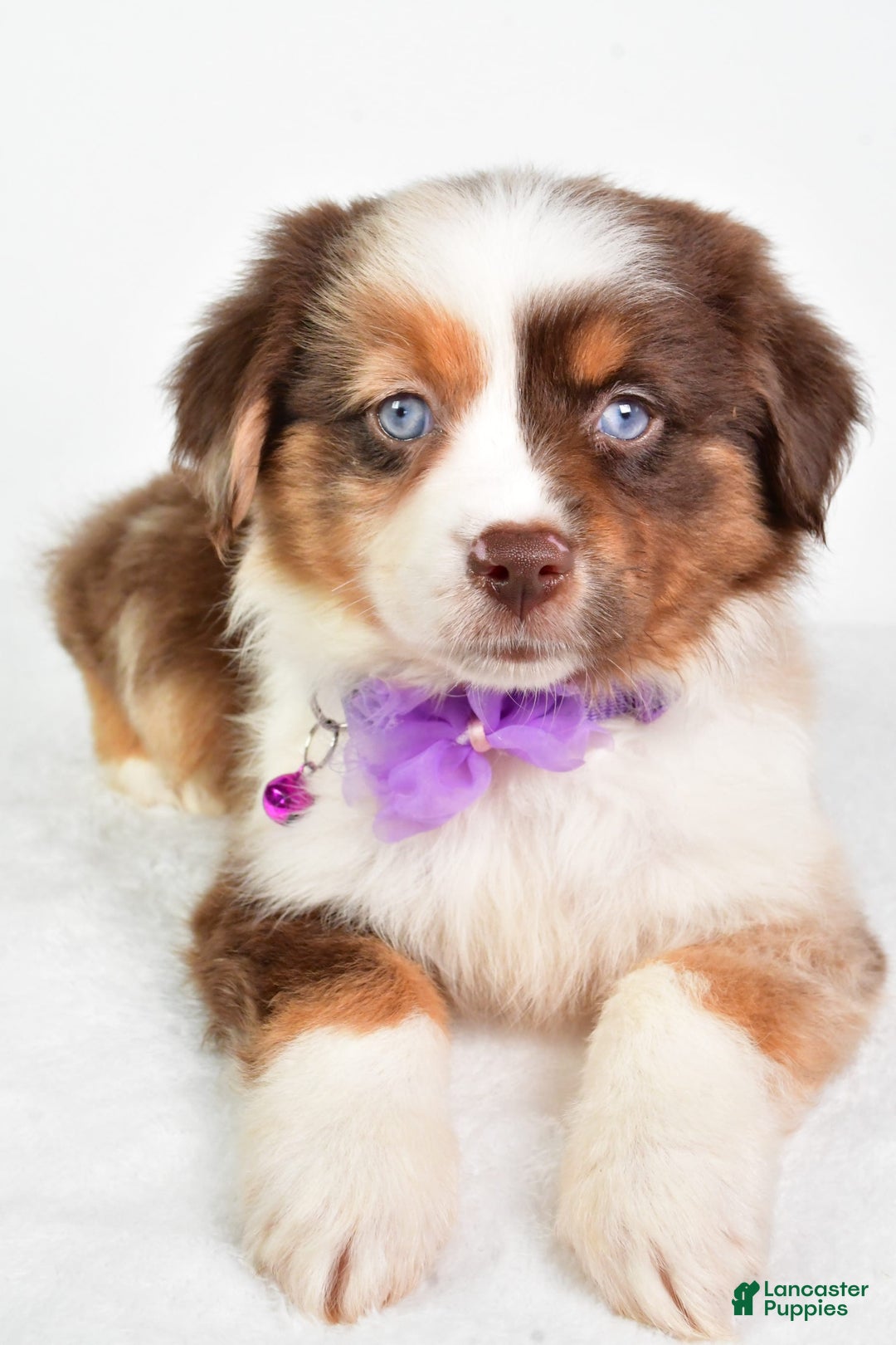 Miniature Australian Shepherd dogs for sale: Teresa - Image 8