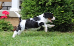 Cavalier King Charles Spaniel dogs for sale: Amigo - Image 8