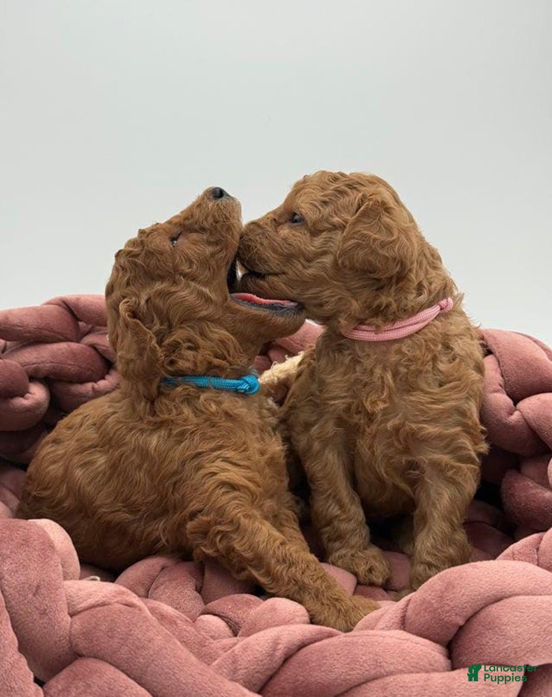 Toy Poodle dogs for sale: Bruno - Image 4