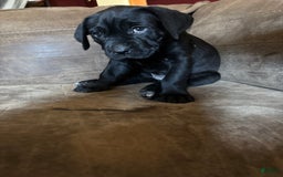 Cane Corso dogs for sale: Moana - Image 1