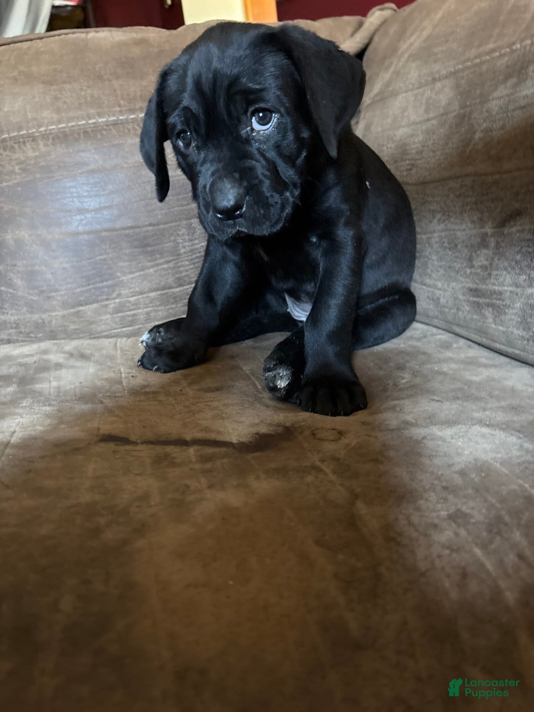 Cane Corso dogs for sale: Moana - Image 1