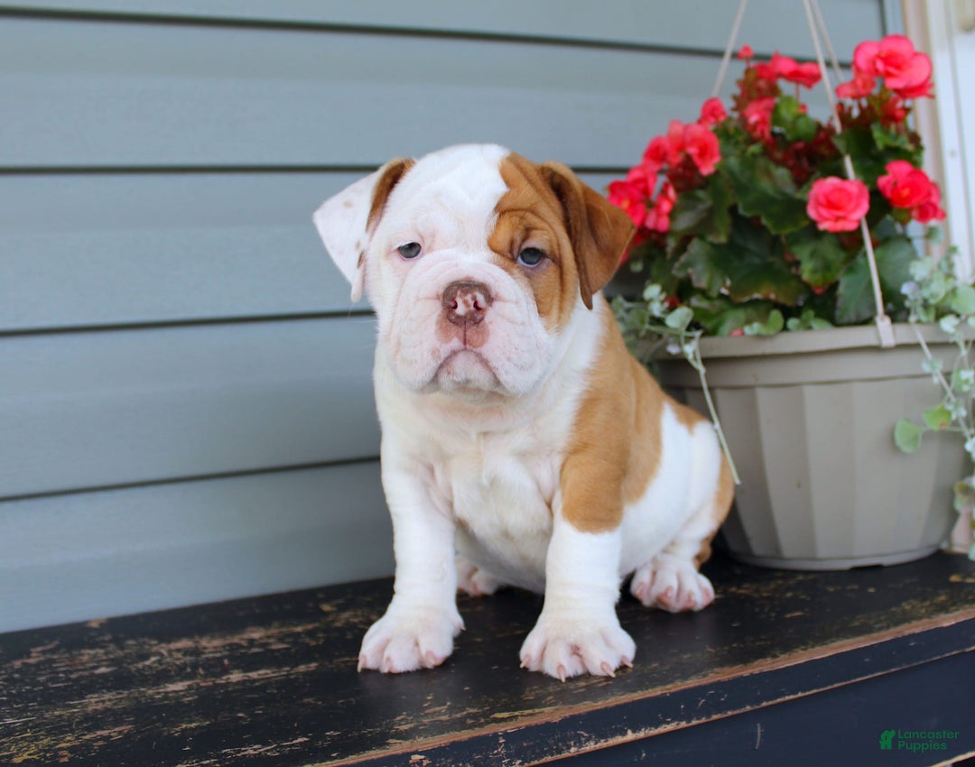 English Bulldog dogs for sale: Ruby - Image 1
